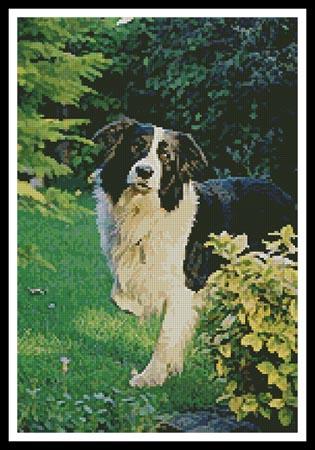 click here to view larger image of Border Collie (chart)