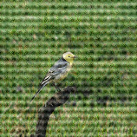 click here to view larger image of Grasslands Bird (chart)