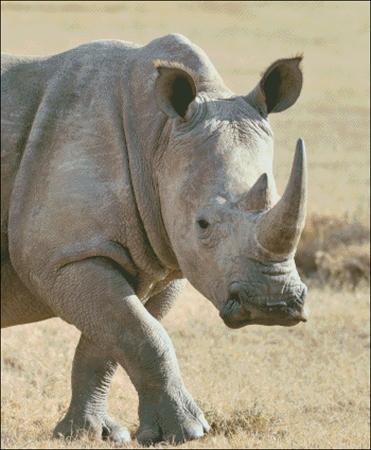 click here to view larger image of Rhino on the Plains (chart)