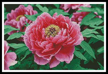 click here to view larger image of Peony (chart)