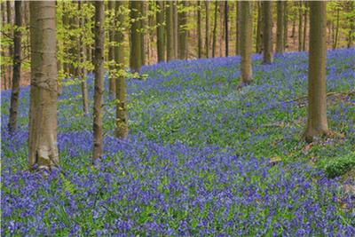 click here to view larger image of Carpet of Hyacinths (chart)