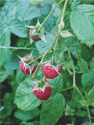 click here to view larger image of Raspberries (chart)