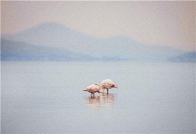 click here to view larger image of Beautiful Flamingos (chart)