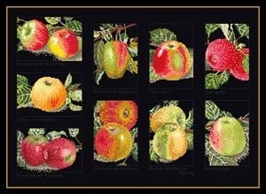 click here to view larger image of Apples  (counted cross stitch kit)