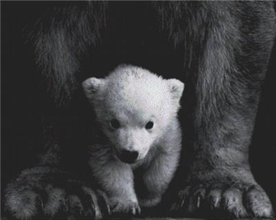 click here to view larger image of Polar Bear Cub (chart)