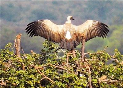 click here to view larger image of African Eagle (chart)