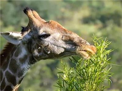 click here to view larger image of Giraffe Lunch (chart)