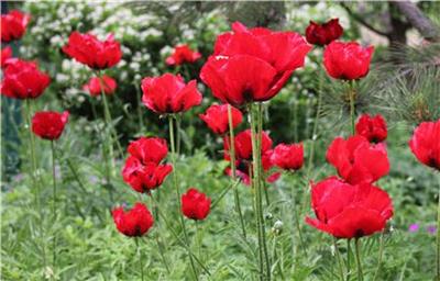 click here to view larger image of Field of Poppies (chart)