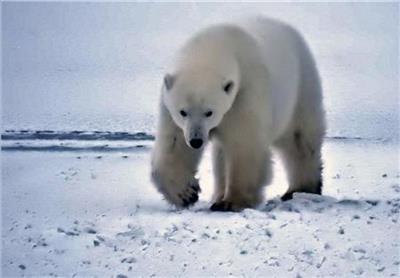 click here to view larger image of Polar Bear Hunt (chart)