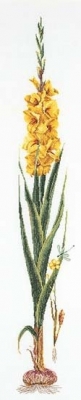 click here to view larger image of Yellow Gladiolas (counted cross stitch kit)