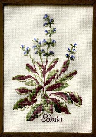 click here to view larger image of Salvia (chart)