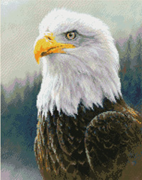 click here to view larger image of Bald Eagle (chart)