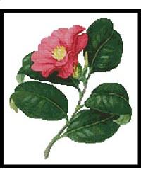 click here to view larger image of Japanese Camellia (chart)