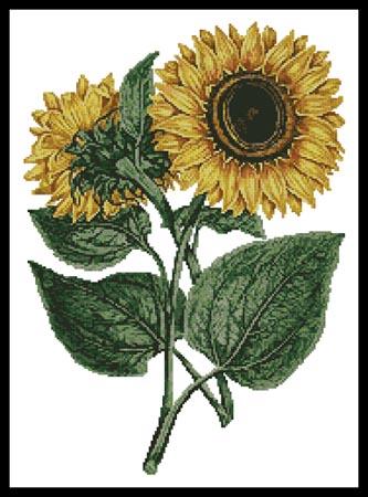 click here to view larger image of Sunflowers (chart)