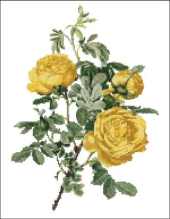 click here to view larger image of Willmott - Rosa Hemisphaerica (chart)