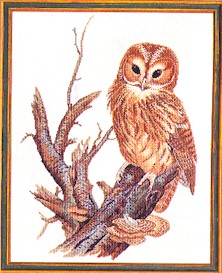 click here to view larger image of Owl (counted cross stitch kit)